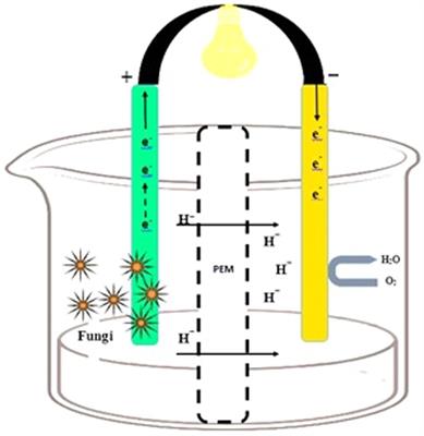 Harnessing fungal bio-electricity: a promising path to a cleaner environment